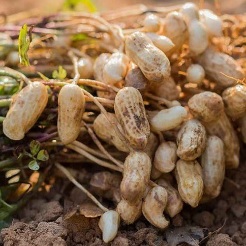 Страны — главные производители арахиса - полезные статьи от компании Good Nut